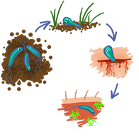 Happy Microorganisms