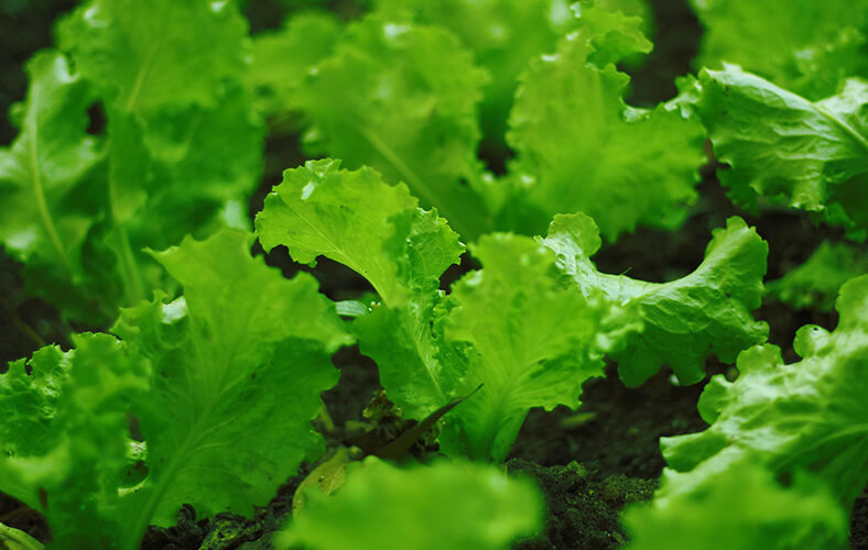 How To Grow Lettuce In Your Backyard Garden With Rutombio Fertilizers.
